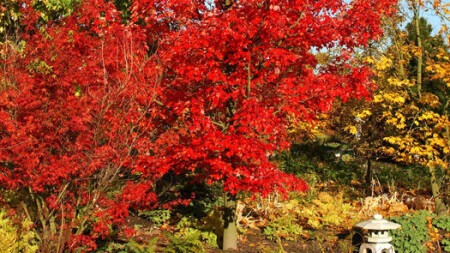 Amberbaum Baumpatenschaft WildPark Schloss Tambach